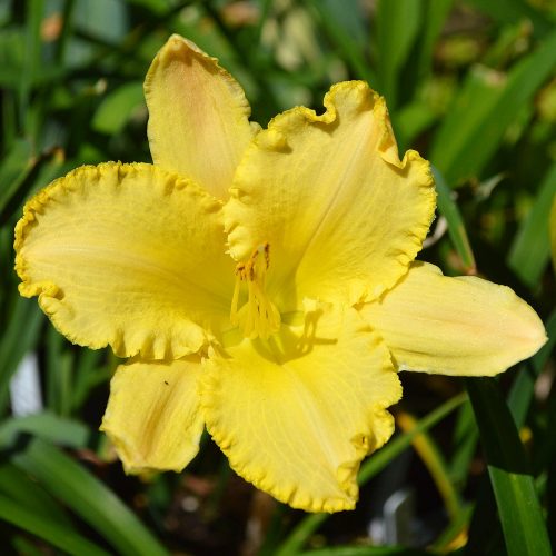 Daylily-Angelique-Fringes-1200x-DSC 0307