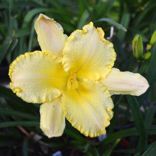 Daylily-Angelique-Fringes-1200x-DSC 0394