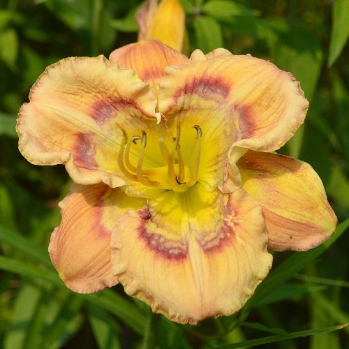 Daylily-Ansari-F504C-1200x-DSC 1025