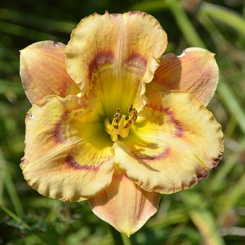 Daylily-Ansari-F504c-1200x-DSC 0355
