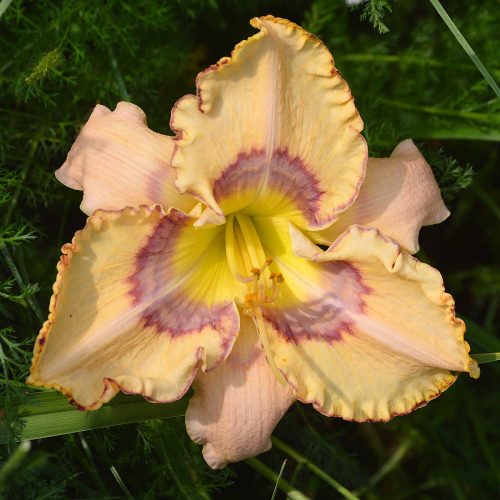 Daylily-Ansari-G115G-1200x-DSC 0523