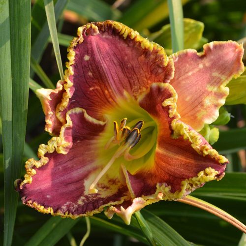 Daylily-Antique-Nouveau-1200x-DSC 0293