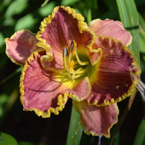 Daylily-Antique-Nouveau-1200x-DSC 0450