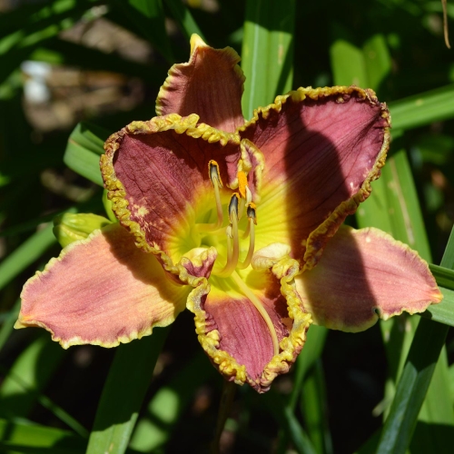 Daylily-Antique-Nouveau-1200x-DSC 0519