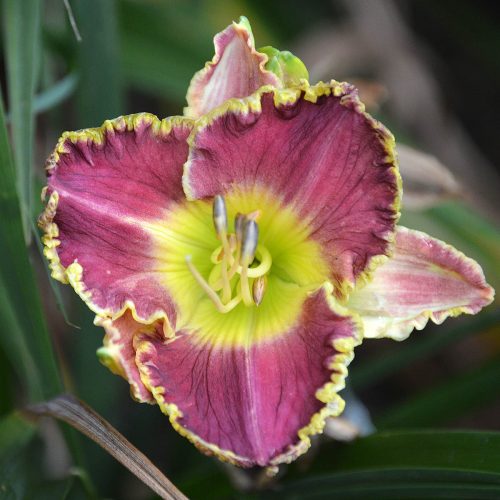 Daylily-Antique-Nouveau-1200x-DSC 0778