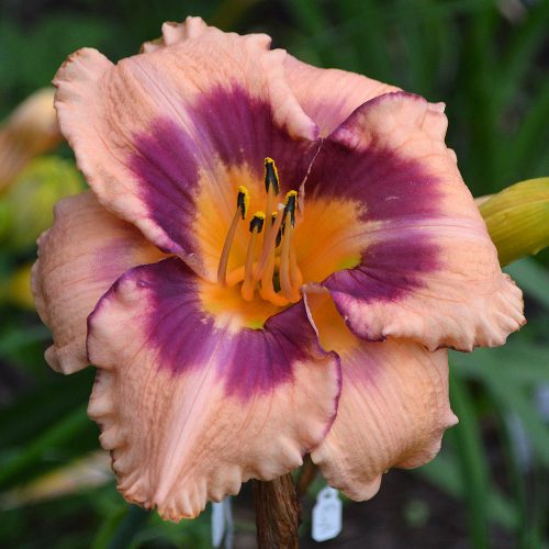Daylily-Applique-Annie-1200x-DSC 0026
