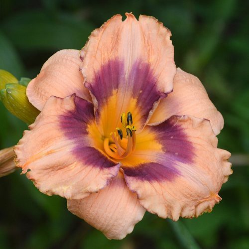 Daylily-Applique-Annie-1200x-DSC 0027