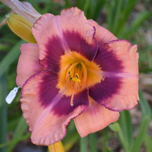 Daylily-Applique-Annie-1200x-DSC 0215