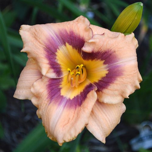 Daylily-Applique-Annie-1200x-DSC 0322