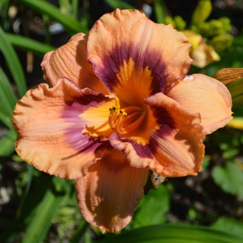 Daylily-Applique-Annie-1200x-DSC 0368
