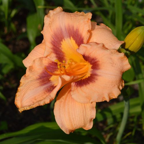 Daylily-Applique-Annie-1200x-DSC 0379
