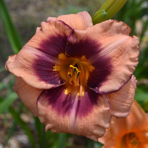 Daylily-Applique-Annie-1200x-DSC 0416