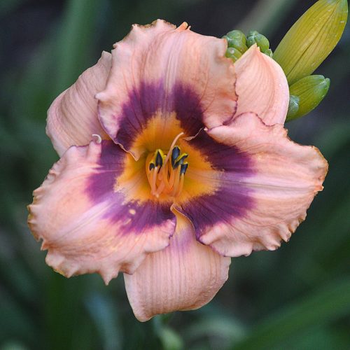 Daylily-Applique-Annie-1200x-DSC 0576