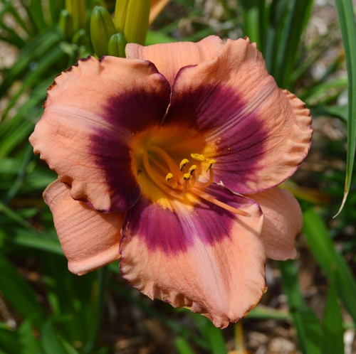 Daylily-Applique-Annie-1200x-DSC 0630