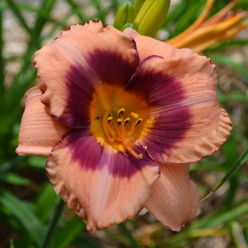 Daylily-Applique-Annie-1200x-DSC 0633