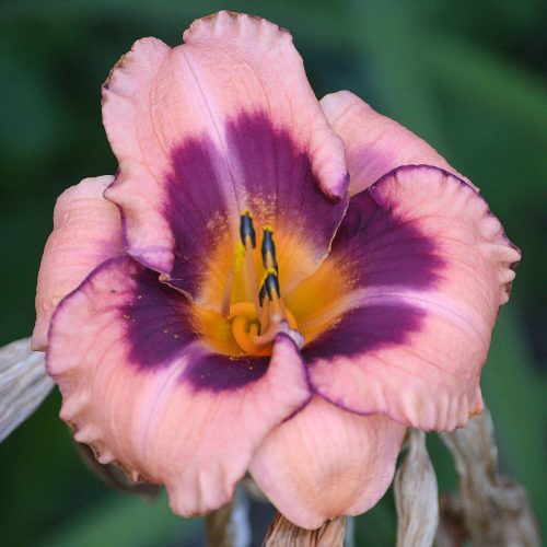 Daylily-Applique-Annie-1200x-DSC 0635