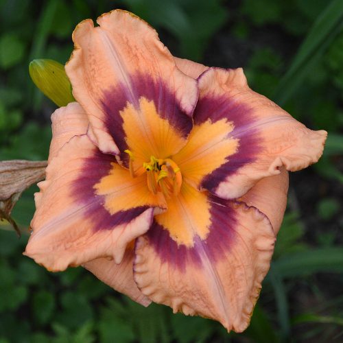 Daylily-Applique-Annie-1200x-DSC 0822