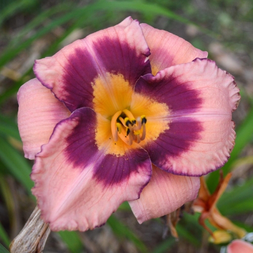 Daylily-Applique-Annie-1200x-DSC 0871