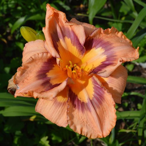 Daylily-Applique-Annie-1200x-DSC 0948