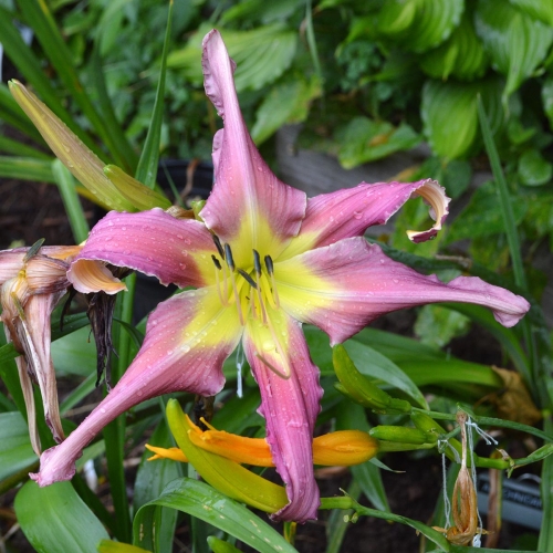 Daylily (Hemerocallis) Arachnidan Trap