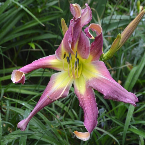 Daylily-Arachnidan-Trap-1200x-DSC 0108
