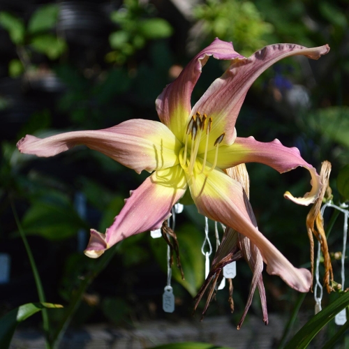 Daylily-Arachnidan-Trap-1200x-DSC 0186