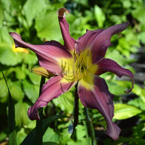 Daylily-Arachnidan-Trap-1200x-DSC 0221