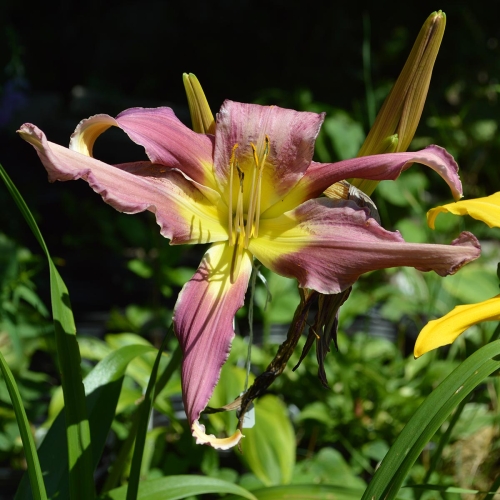 Daylily-Arachnidan-Trap-1200x-DSC 0523
