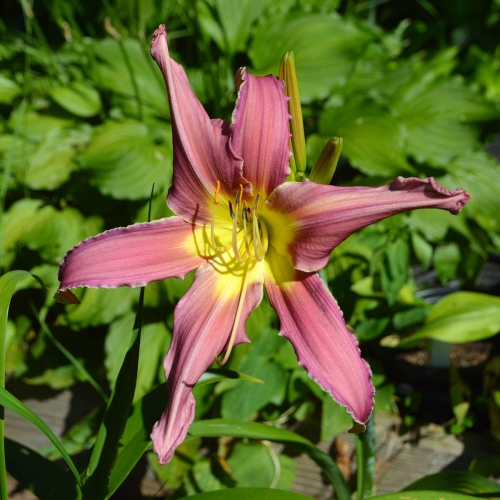 Daylily-Arachnidan-Trap-1200x-DSC 0734
