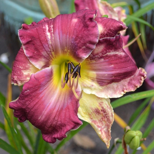 Daylily-Armed-For-Battle-1200x-DSC 0992