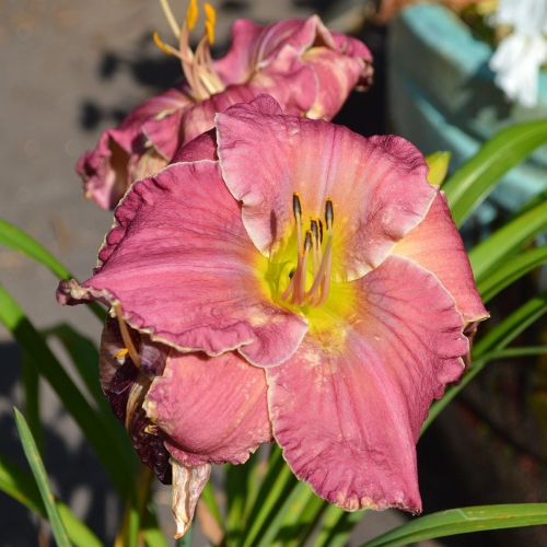 Daylily (Hemerocallis) Armed For Battle