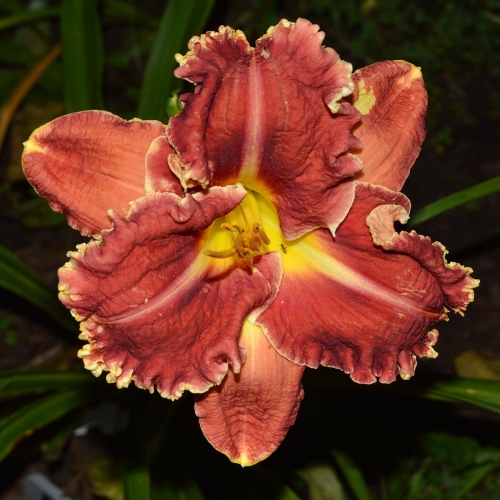 Daylily-Armed-To-The-Teeth-1200x-DSC 0009