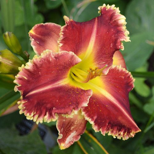 Daylily-Armed-To-The-Teeth-1200x-DSC 0207