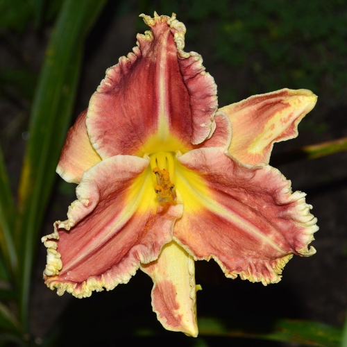 Daylily-Armed-To-The-Teeth-1200x-DSC 0380