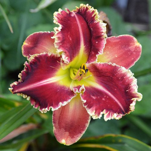 Daylily (Hemerocallis) Armed To The Teeth