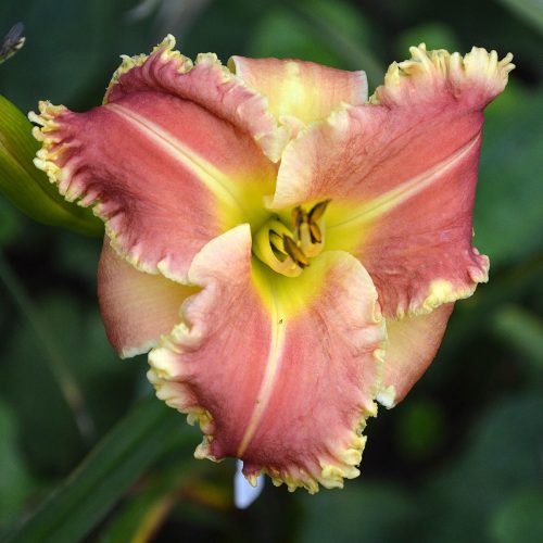 Daylily-Armed-To-The-Teeth-1200x-DSC 0942