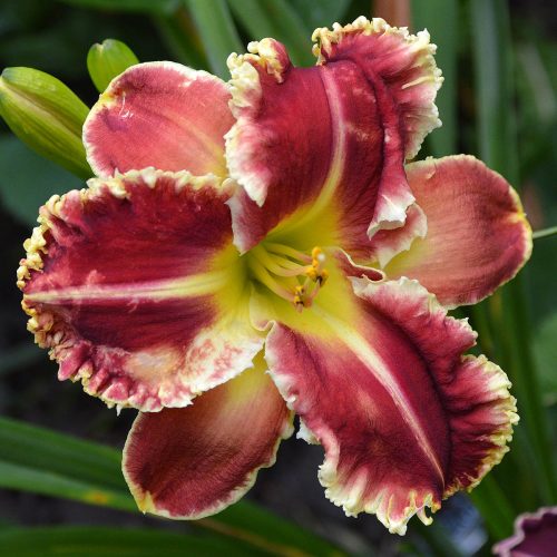 Daylily-Armed-To-The-Teeth-1200x-DSC 0977