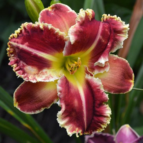 Daylily-Armed-To-The-Teeth-1200x-DSC 0984