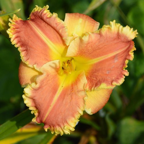 Daylily-Armed-To-The-Teeth-1200x-DSC 1000