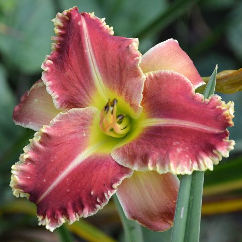 Daylily-Armed-To-The-Teeth-1200xDSC 0163