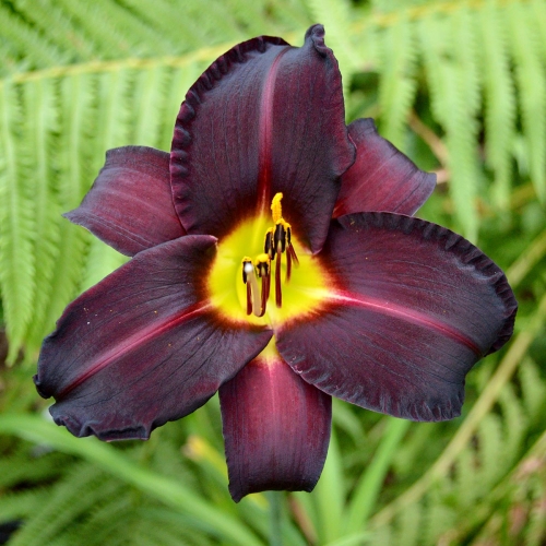 Daylily-Ashwood-Dark-Side-1200x-DSC 0188