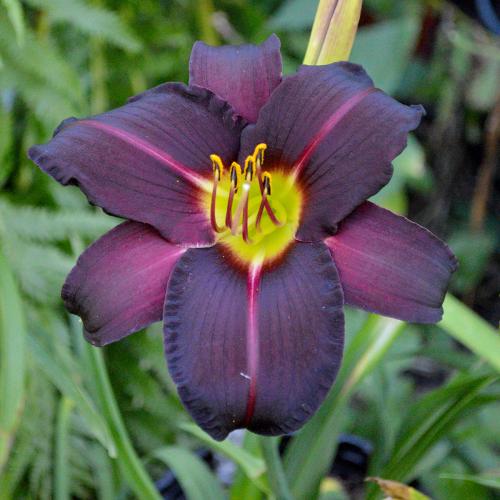 Daylily-Ashwood-Dark-Side-1200x-DSC 0338