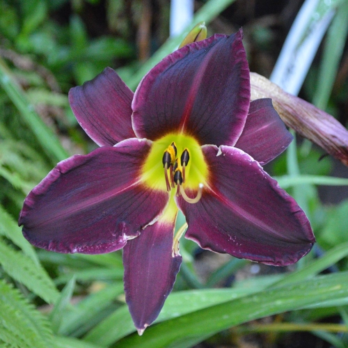 Daylily-Ashwood-Dark-Side-1200x-DSC 0500