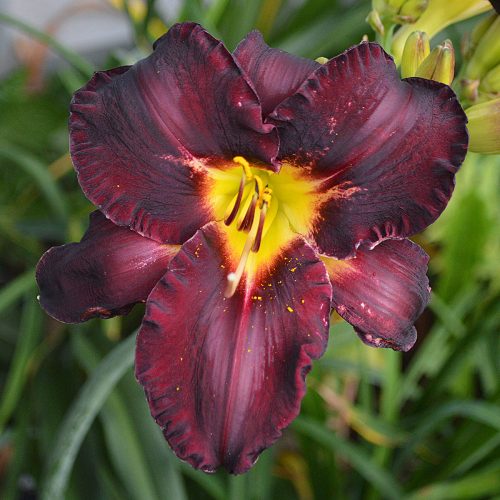 Daylily-Ashwood-Dark-Side-1200x-DSC 0724