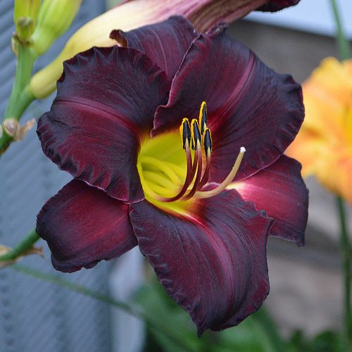 Daylily-Ashwood-Dark-Side-1200x-DSC 0854