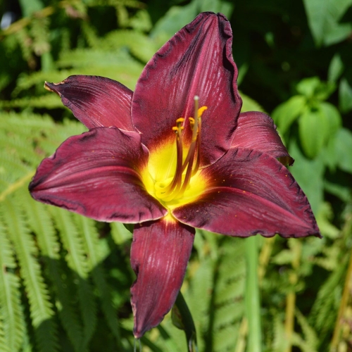Daylily-Ashwood-Dark-Side-1200x-DSC 0909