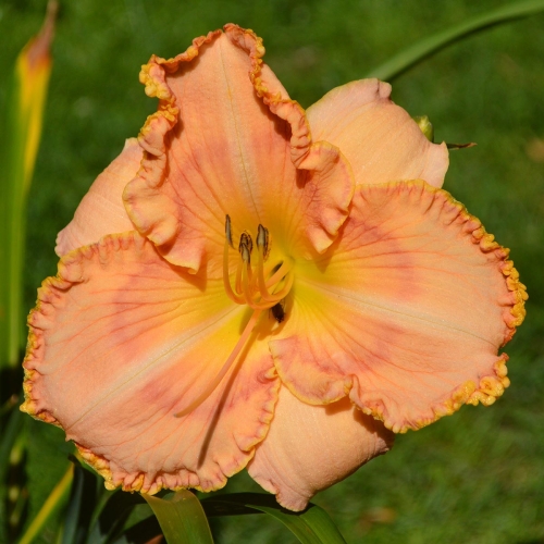 Daylily-Ashwood-Summer-Sunshine-1200x-DSC 0431