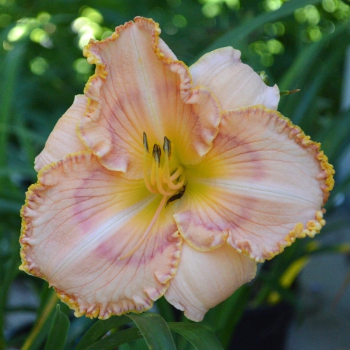 Daylily-Ashwood-Summer-Sunshine-1200x-DSC 0436