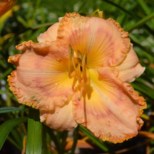 Daylily (Hemerocallis) Ashwood Summer Sunshine