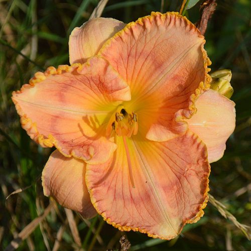Daylily-Ashwood-Summer-Sunshine-1200x-DSC 1701